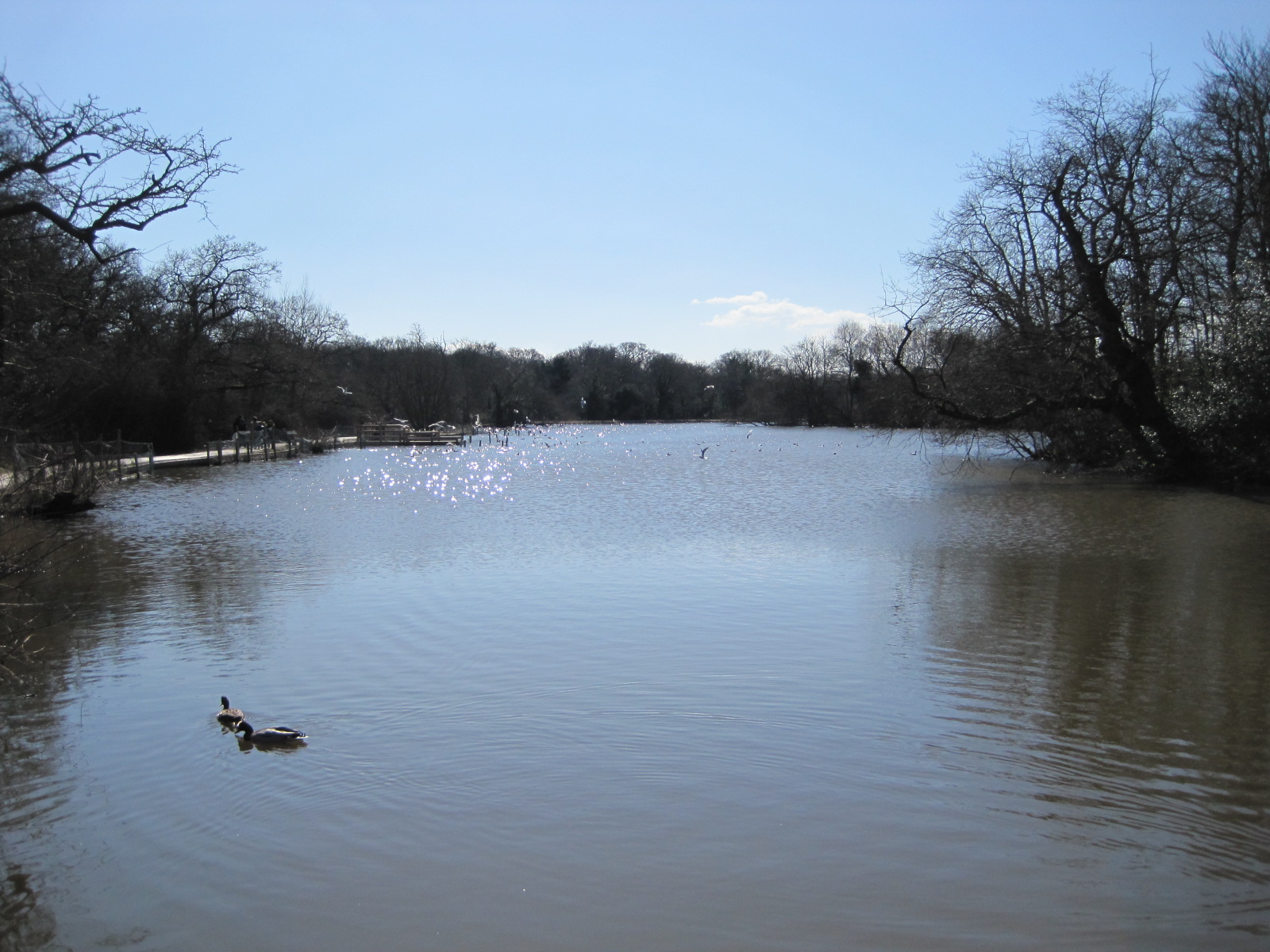Connaught Water in Epping Forest by Juliamaud